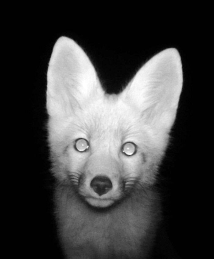 47. Young Fox Checks Out The Game Cam