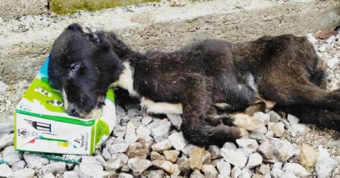 Completely unconscious, this dog collapsed on the sidewalk with little chance of surviving