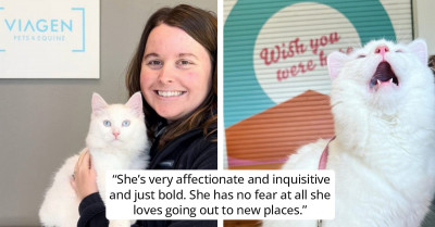 People Attack Cat Mom Who Decided To Teach People About Cloning After She Cloned Her Dead Kitten