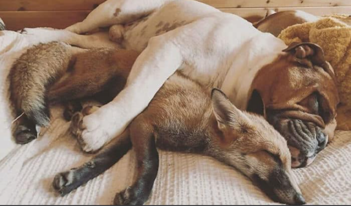 Pauline Ashanola found a two-week-old fox in bad shape.