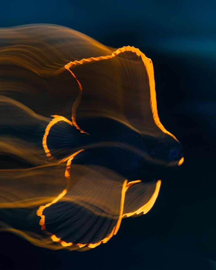 Finalist Fine Art Photographer Of The Year 2025 - Luis Arpa Toribio