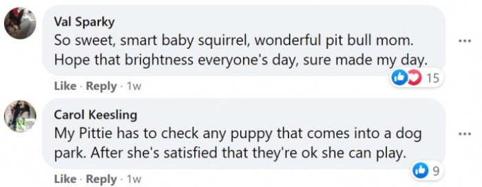 Checking any puppy that comes into a dog park