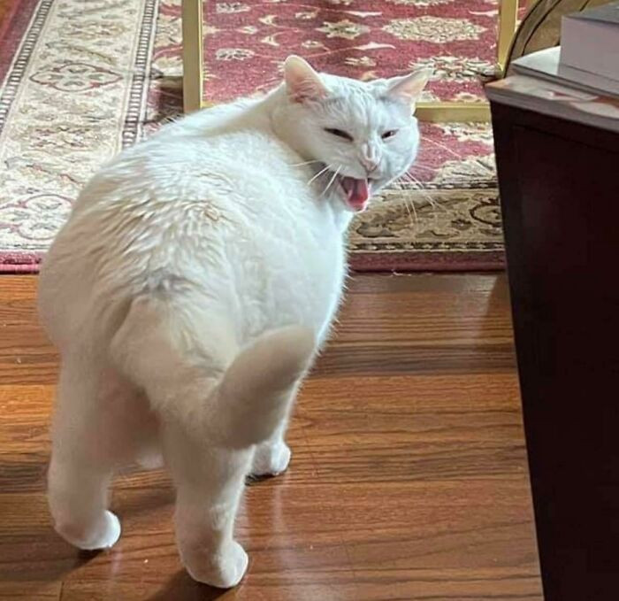 43. Big floof making a statement