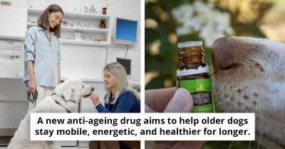 Breakthrough Study Tests Pill That May Slow Ageing In Dogs