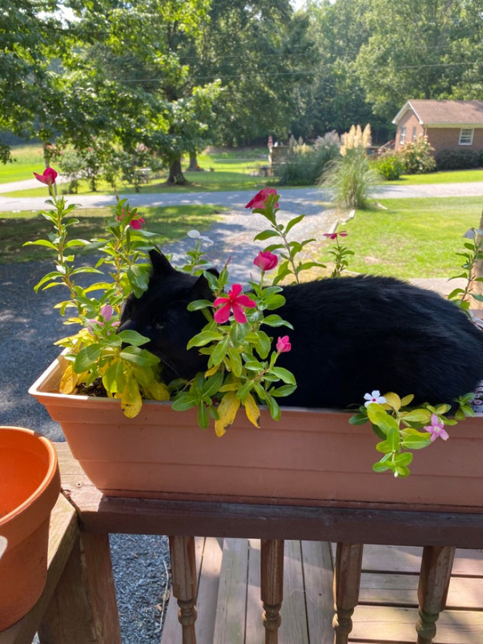 Countless places to nap outside in the shade, and this is where my cat chooses to get comfortable.