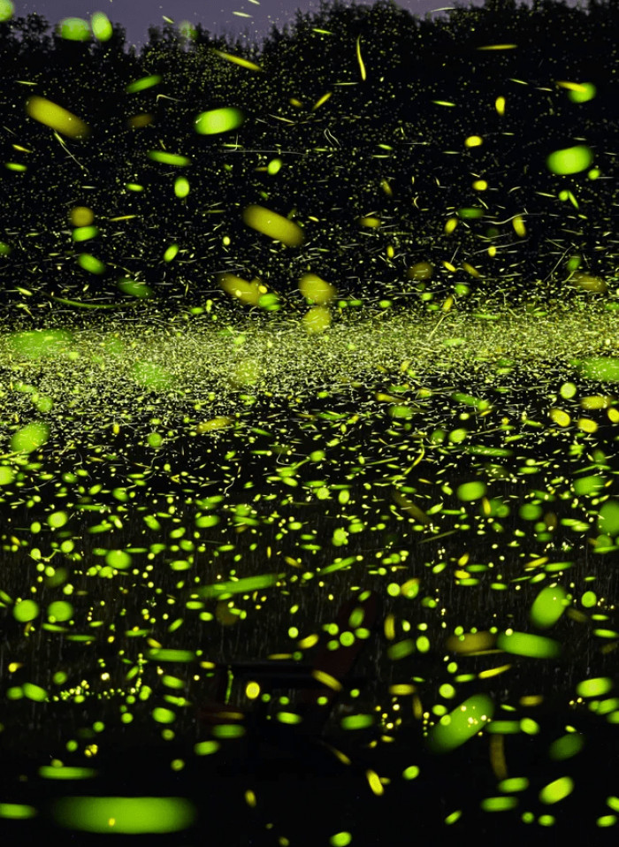 13. Fireflies found in the Catskill Mountains