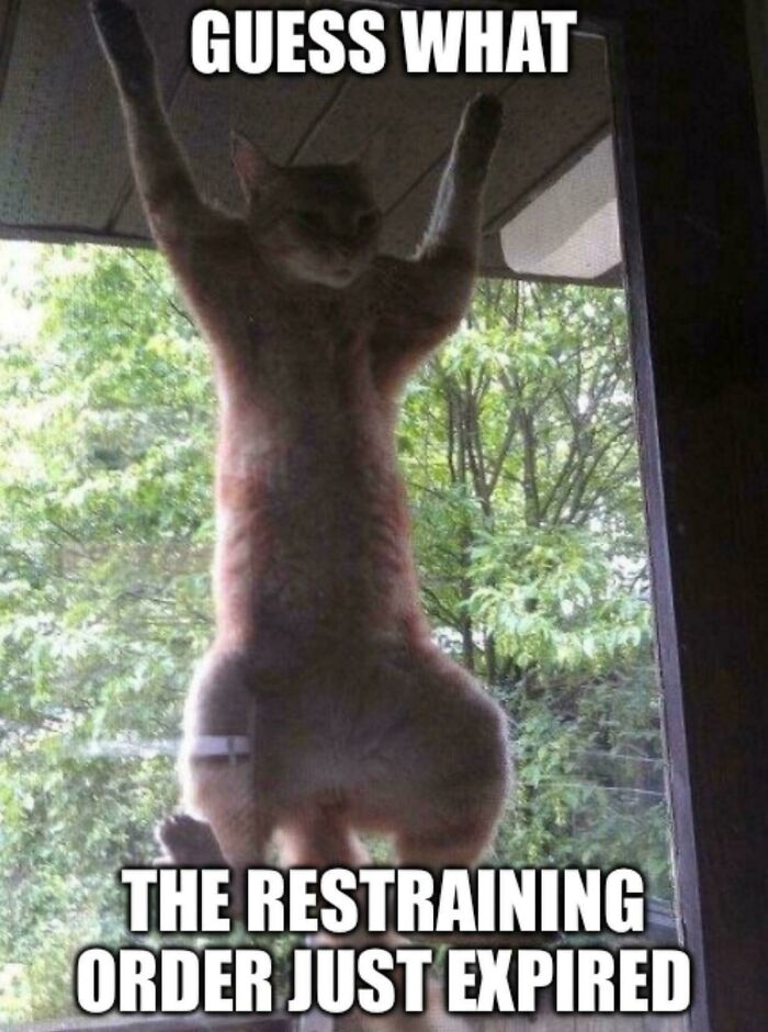 37. That’s not a cat. That’s a clingy life choice.