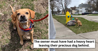 Adorable Dog Left Behind With Backpack Full Of Toys, Food, And Treats