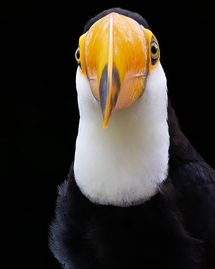 Toco Toucan