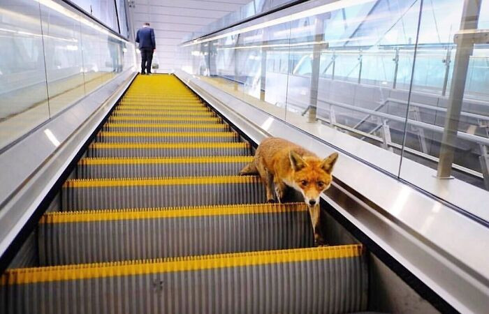 A city fox casually takes the escalator like it’s late for work
