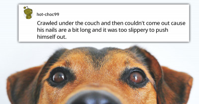 People Share Silly Things Their Dogs Did lately