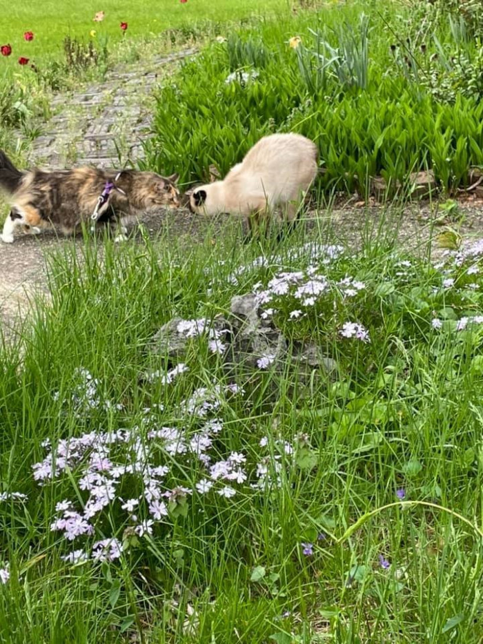 14. Meezer encounter