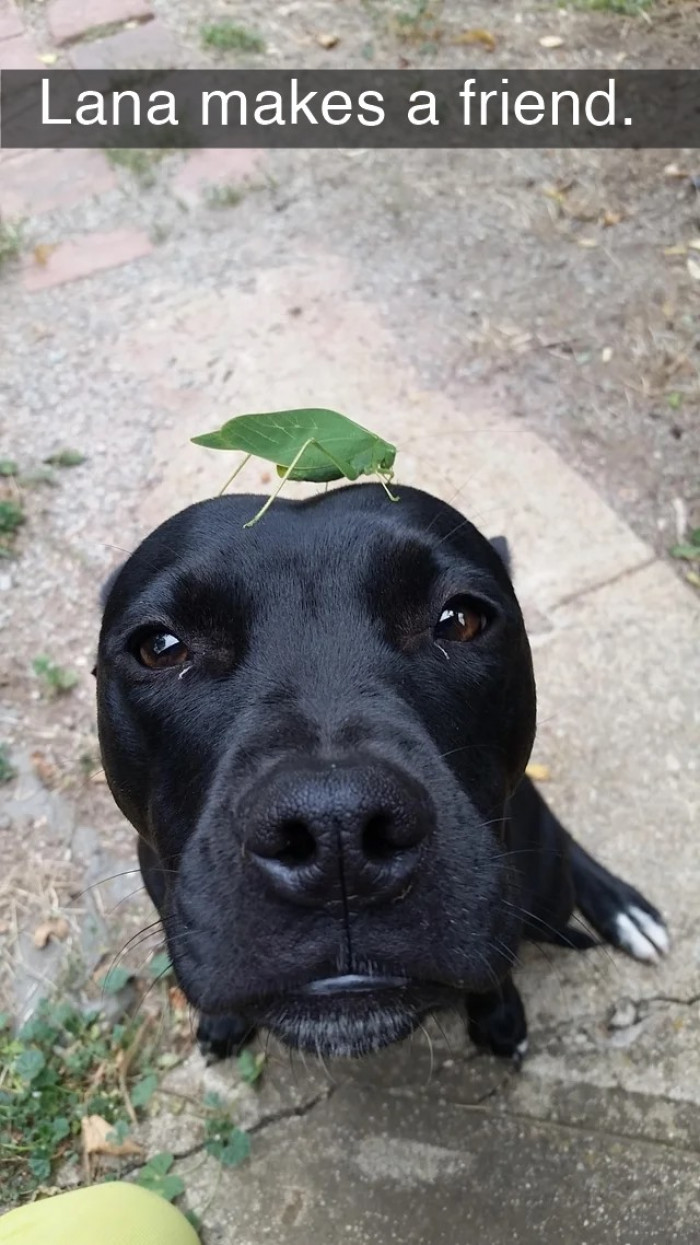 17. Have you seen a dog and a leaf bug become best friends?
