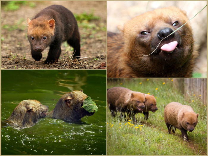 The Bush Dog Is A Stocky Canid With A Bear-Like Face That Lives Near Water In Central And South America. It Has Partially Webbed Feet, Keeping It From Sinking Into Mud And Assisting It In Swimming And Diving. Don't Be Fooled By Its Small Stature, It Is An Apex Predator
