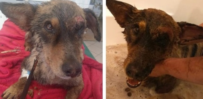 Following a series of meticulous baths to cleanse his fur and paws of any residual tar, the dog was provided with a cozy bed and a nourishing meal. Thankfully, his condition began to improve, and the minor injuries on his head were promptly treated.