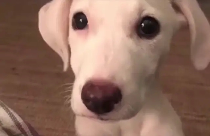 Samu, a shy and abandoned puppy rescued by Takis, quickly adapts to life at the shelter and starts playing with the other dogs.