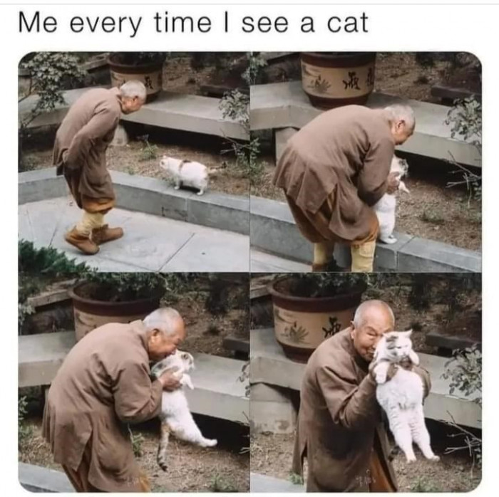 9. So cute, cutie cutie, who's a cute cat...