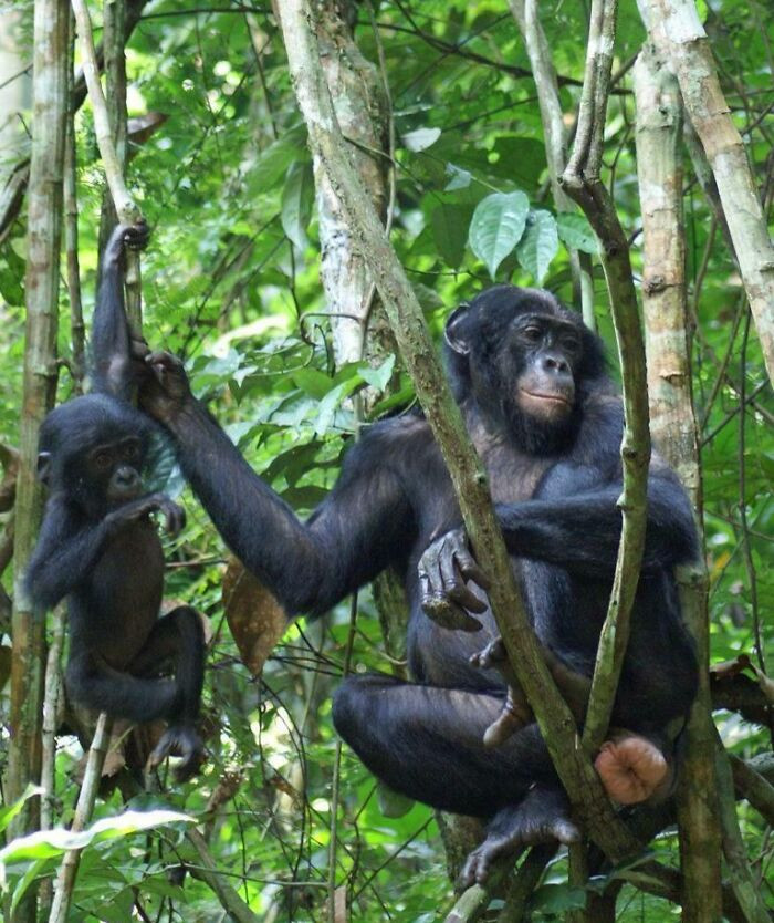 Female bonobos form close alliances to challenge male dominance and maintain a more balanced social order.