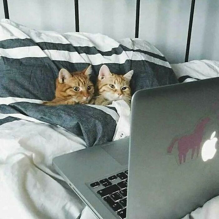 #11 Cats having their Netflix and Chill night.