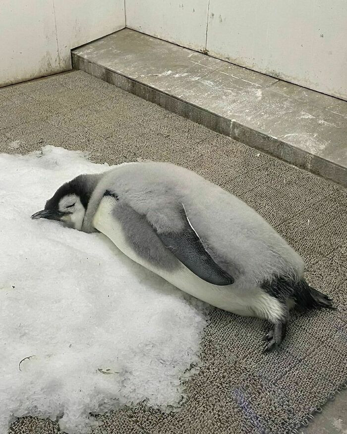 38. Sleeping with no care in the world