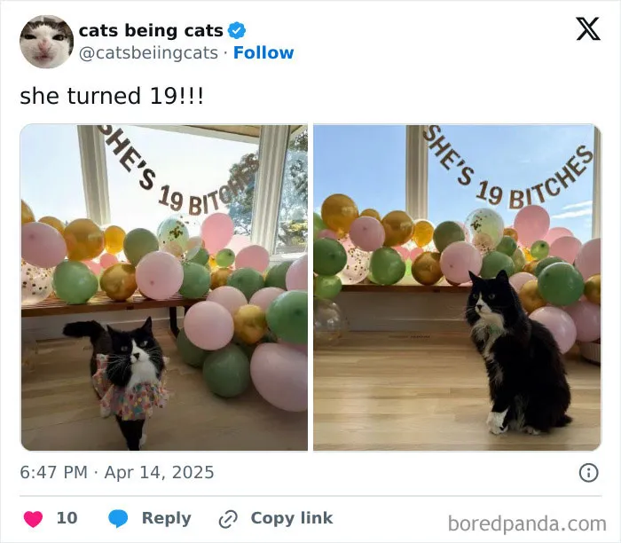 9. Nineteen years of attitude, naps, and zero regrets.