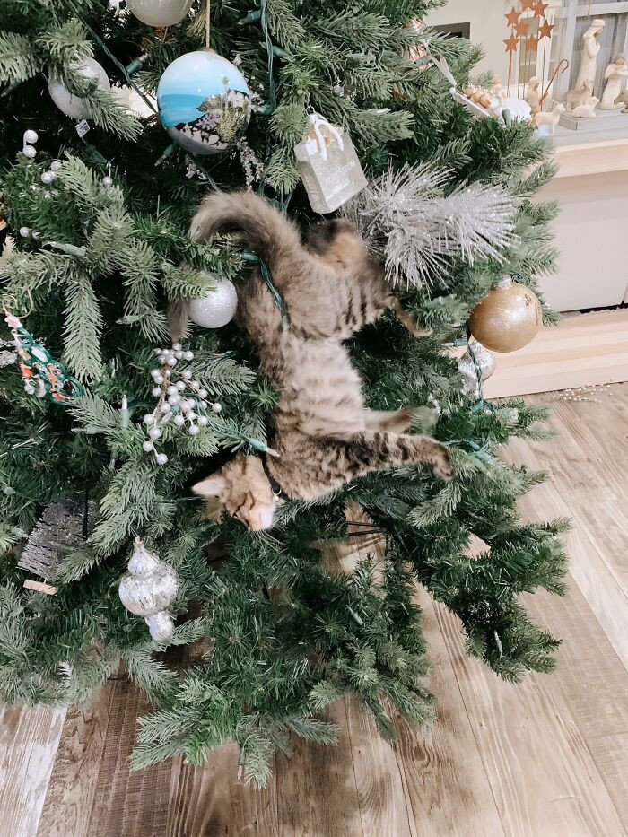 5. Cat volunteers as a Christmas decoration