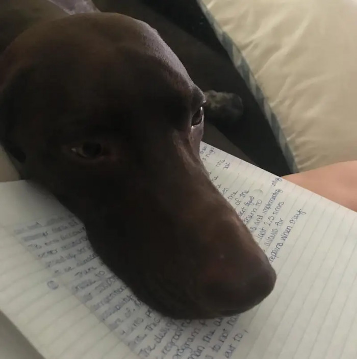 8. When writing is taking away from dog time