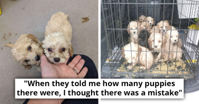 Shocked Man Discovers 20 Abandoned Puppies Confined In Roadside Cage During His Walk