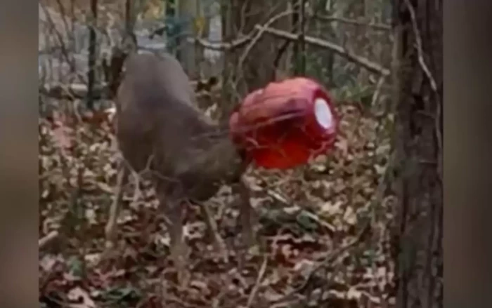 The Strong Island Animal Rescue League shared a photograph of the deer on social media, hoping that it would find refuge in someone's yard, providing them with an opportunity to step in.