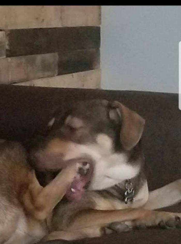 Dogs also have their own way of showing love to their bodies.