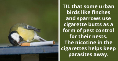 Redditors Learn That Some Urban Birds Use Cigarette Butts As A Form Of Pest Control For Their Nests, As It Keeps Parasites Away