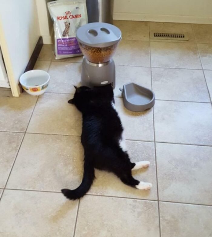 "Recently Put Our Cat On A Diet. We Set Him Up With An Automatic Feeder... He's Not A Fan"