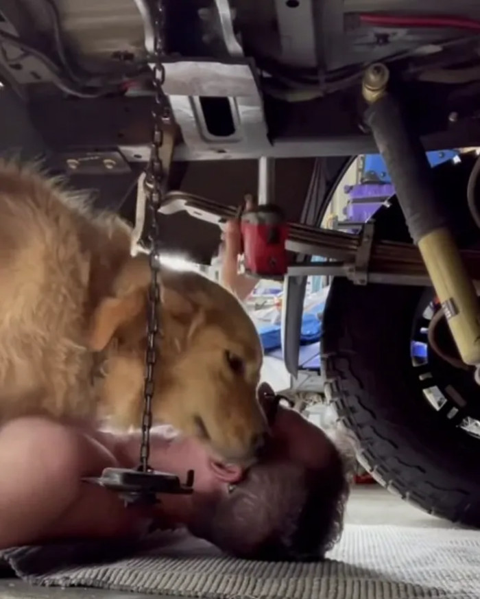 In a heart-melting scene, the affectionate Golden Retriever insists on some cuddles
