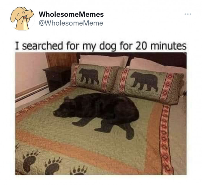 15. That’s obviously a bear, not a dog.