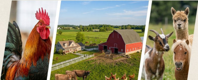 Best Farm Animals for Beginners: Easiest Livestock to Raise
