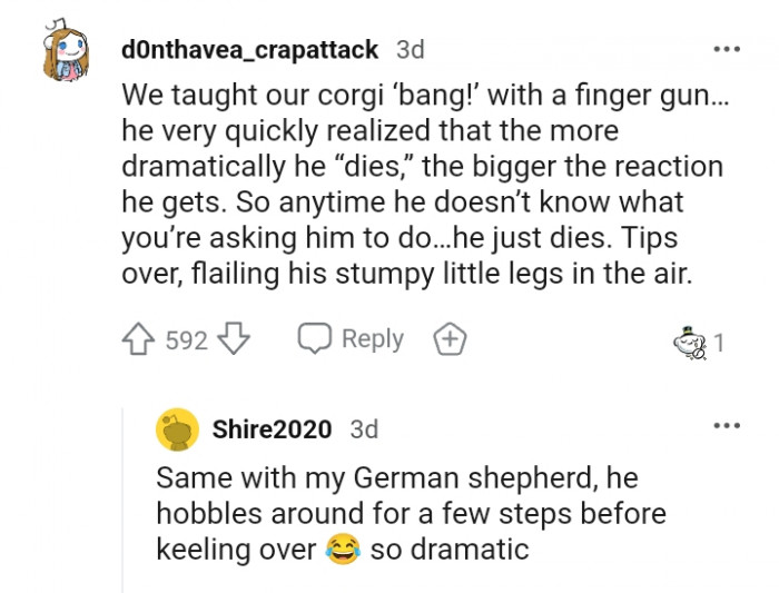 3. What my dog realized quickly