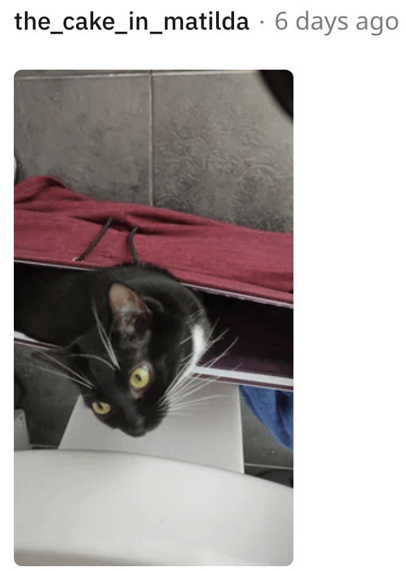 9. When your cat misses you