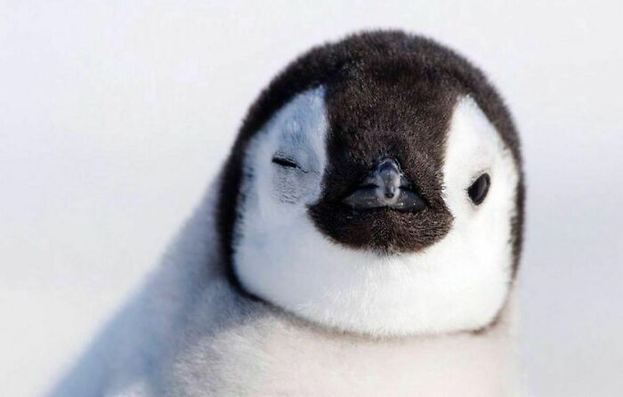 Dog playfully showing paws, caption suggests pawsitivity and playful surprise