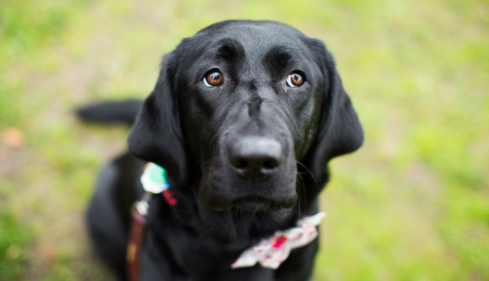 Female Black Dog Names