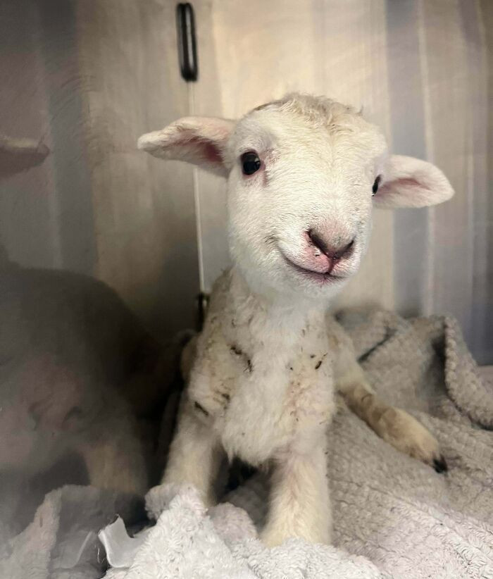 39. My Coworker Brought Her Day-Old Lamb Into Work