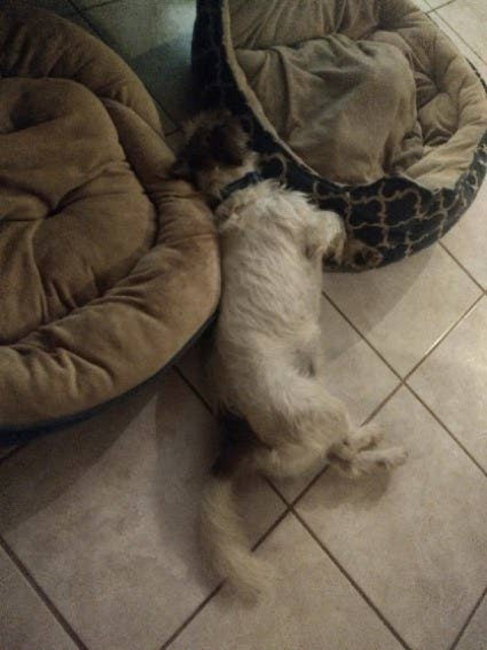 Sometimes, you have to wonder why you do the things you do for your dog when your efforts can end up being for nothing.