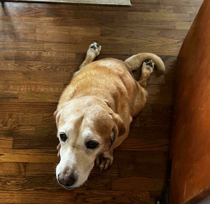 "Does Anyone Else’s Dog Sit Like This?"