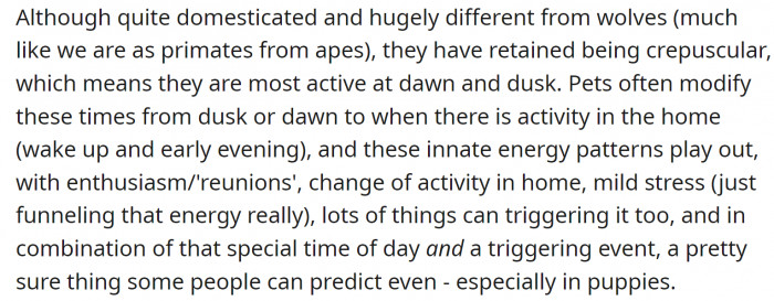 Dogs are, by nature, most active at dawn and dusk