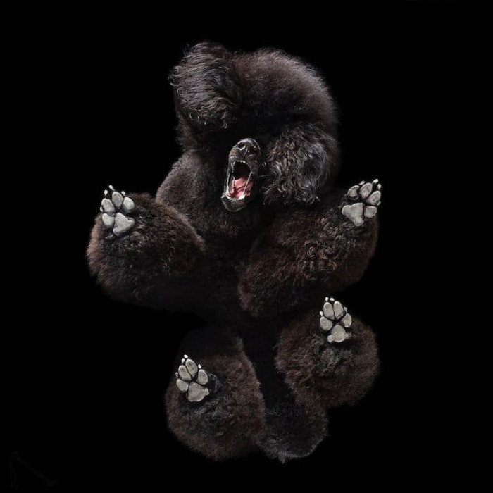 13. Oh, oh, this one is a silly dog, so better get some treats