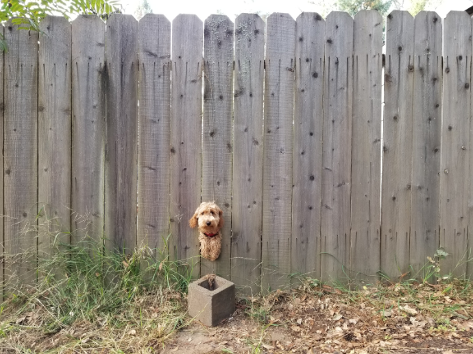 It's not about the neighbor having a broken fence, but all about the owner not being able to control their dog.