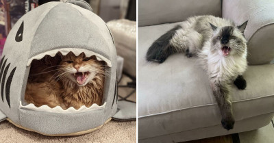 51 People Post Pictures Of Cats With Fierce Meow Energy, And They Are Absolutely Charming