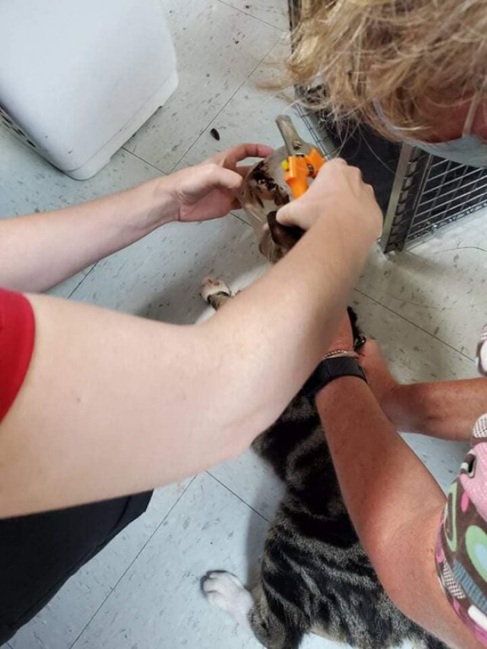 Thanks to the people from Bedford Cares, a Trap-Neuter-Return initiative in Bedford, Virginia, he was rescued