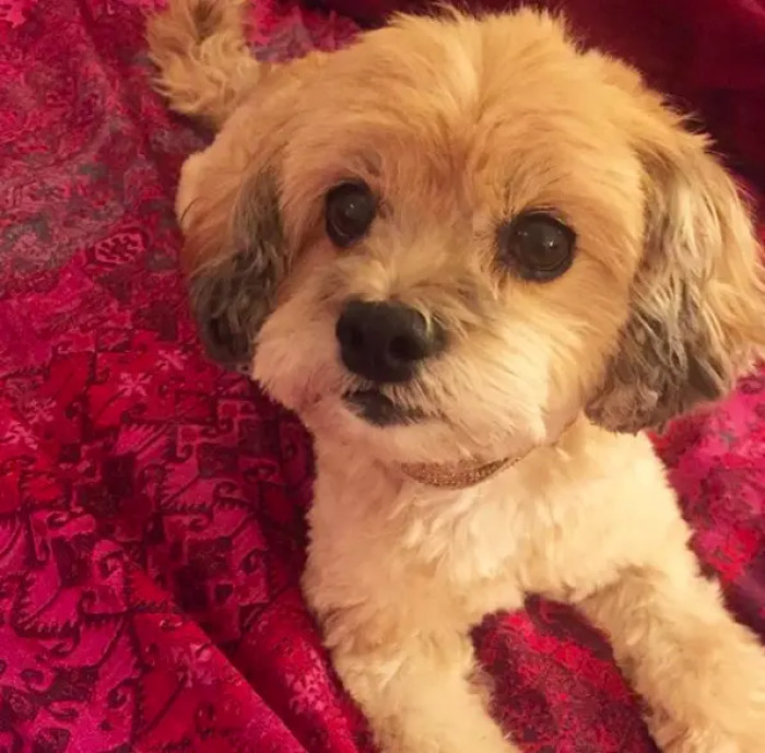 15. Can you resist those eyes when she wants something from you? I know I can't resist them