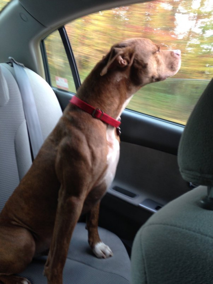 15. Dogs can love humans other than their owners