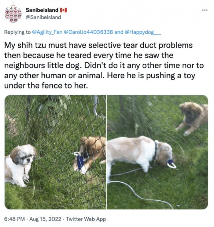 6. Here is my dog pushing a toy under the fence to another dog